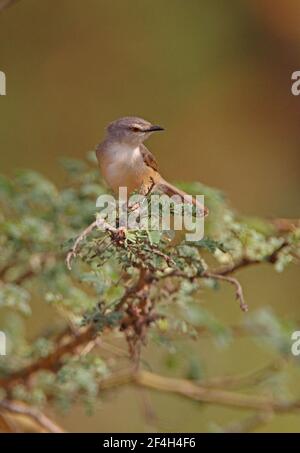 Prinia (Prinia subflava melanorhyncha) adulte juché dans le lac Naivasha, Kenya Novembre Banque D'Images