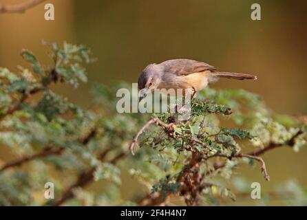 Prinia flanquée de Tawny (Prinia subflava melanorhyncha) alimentation adulte dans le lac des arbres Naivasha, Kenya Novembre Banque D'Images