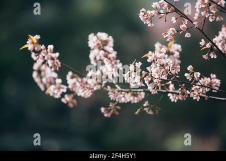 Fleurs de cerisier roses , fleurs de cerisier en petits groupes sur une branche de cerisier sur fond rose Banque D'Images