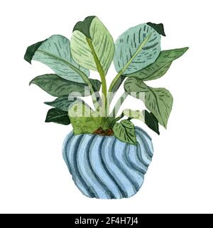 Aquarelle plante maison tirée à la main en pot. Fleur de maison avec de grandes feuilles dans vase flor isolé sur fond blanc. Conception de cartes postales, décors, couvertures, Banque D'Images