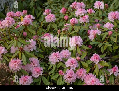 Une masse de fleurs rose pâle et de bourgeons rose foncé de rhododendron. Banque D'Images