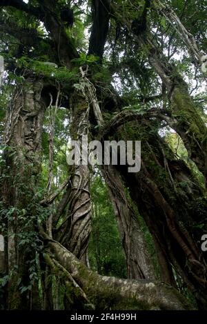 Baumriesen im tropischen Regenwald rund um den Mount Batukaru im Zentrum Balis Banque D'Images