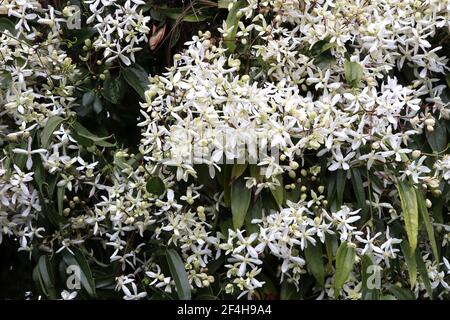 Clematis armandii ‘Snowdrift’ Armand clematis – plante grimpant avec des grappes de grandes fleurs blanches parfumées en forme d'étoile, mars, Angleterre, Royaume-Uni Banque D'Images