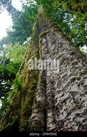 Baumriesen im tropischen Regenwald rund um den Mount Batukaru im Zentrum Balis Banque D'Images