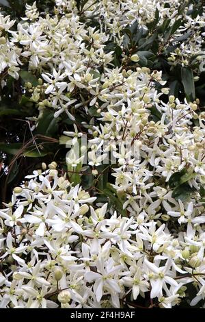 Clematis armandii ‘Snowdrift’ Armand clematis – plante grimpant avec des grappes de grandes fleurs blanches parfumées en forme d'étoile, mars, Angleterre, Royaume-Uni Banque D'Images