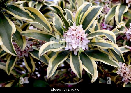 Daphne Dodora «Rebecca» large Gold-border hiver daphne - fleurs très parfumées avec des feuilles à l'or, mars, Angleterre, Royaume-Uni Banque D'Images