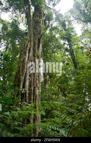 Baumriesen im tropischen Regenwald rund um den Mount Batukaru im Zentrum Balis Banque D'Images