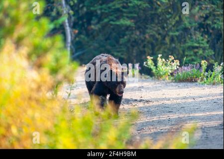 Ours noir marchant sur une route de gravier dans le parc national de Yellowstone. Photo de haute qualité Banque D'Images