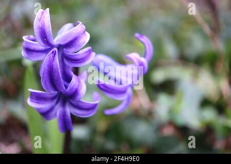 Jacinthus orientalis «Blue Festival» le festival bleu de jacinthe – jacinthe bleue bordée de violet, mars, Angleterre, Royaume-Uni Banque D'Images