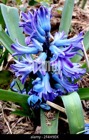 Jacinthus orientalis «Blue Festival» le festival bleu de jacinthe – jacinthe bleue bordée de violet, mars, Angleterre, Royaume-Uni Banque D'Images