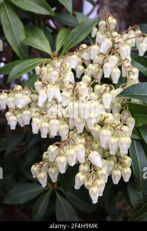 Pieris japonica «Debutante» Japanese Andromeda Debutante – fleurs blanches en forme d'urne avec des tepals vert pâle et des feuilles vertes, mars, Angleterre, Royaume-Uni Banque D'Images