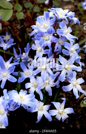 Scilla forbesii (chionodoxa) Squill de Forbes – fleurs bleues ouvertes en forme de cloche avec yeux blancs, mars, Angleterre, Royaume-Uni Banque D'Images