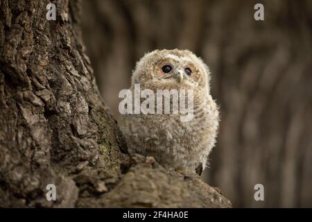 Tawny Owl - Strix aluco - juvénile juste à l'extérieur du nid. République tchèque Banque D'Images