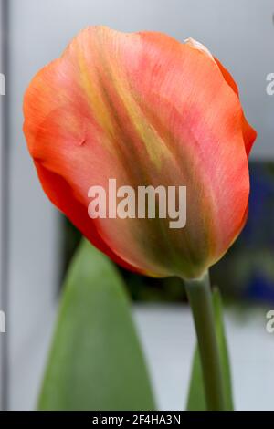 Tulipa 'Empereur Orange' Fosteriana 13 tulipe Empereur Orange – tulipes orange aux flammes vertes, mars, Angleterre, Royaume-Uni Banque D'Images