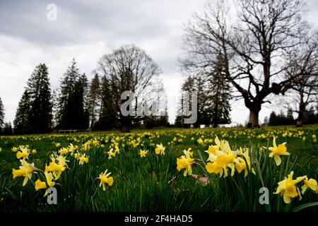 Blumenfeld mit wachsenden Narzissen auf dem Mont Soleil im Berner Jura Banque D'Images