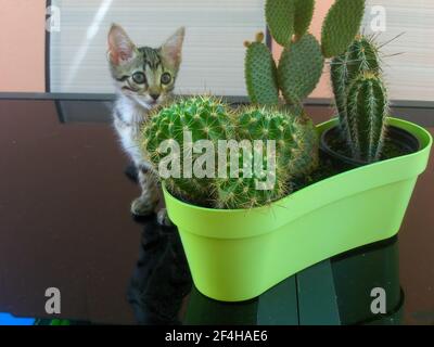 Adorable chaton à côté d'un pot avec cactus Banque D'Images