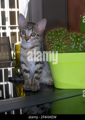 Adorable chaton à côté d'un pot avec cactus Banque D'Images