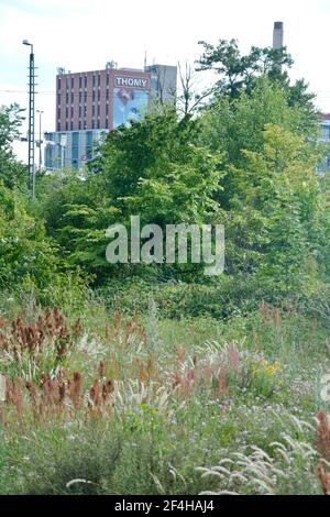 DAS Naturschutzgebiet beim Basler DB-Areal, einer der grössen Schweizer hotspots der Biodiversität, das einem Containerterminal weichen soll Banque D'Images