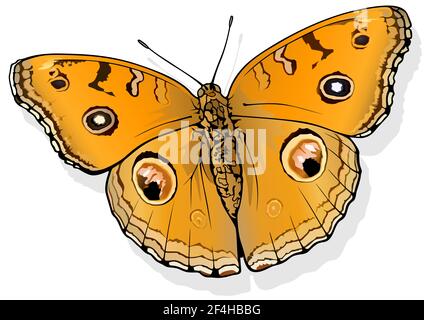 Pansy Peacock Butterfly Illustration de Vecteur
