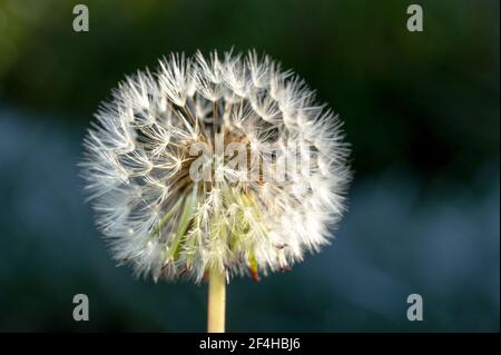 Gros plan d'une fleur de pissenlit blanc éclatant avec noyau interne mis au point Banque D'Images