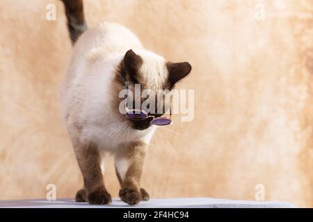 Chat thaïlandais drôle portant des lunettes spéciales pour la protection du soleil. Le chat se tient calmement sur un fond beige neutre, gros plan, mise au point sélective Banque D'Images