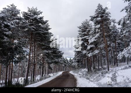 Route à l'intérieur d'une forêt de pins couverte de neige à Candelario, Salamanque, Castilla y Leon, Espagne. Banque D'Images