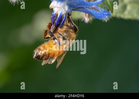 Abeille orange accrochée à une fleur comme une chauve-souris Banque D'Images