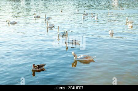 Cygnes blancs flottant sur la surface calme de la rivière dans les rayons du soleil couchant Banque D'Images