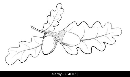 Feuilles de chêne et art de la ligne noire de l'Acorne isolé sur blanc. Esquisse dessinée à la main. Illustration monochrome vectorielle. Illustration de Vecteur