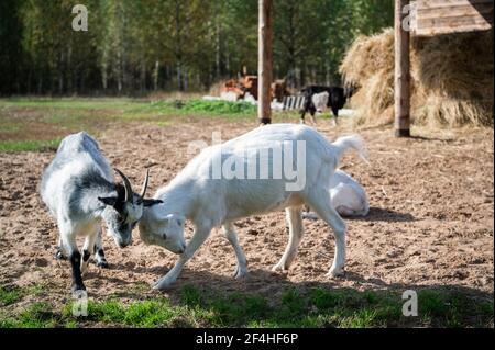 Combattez avec les cornes de deux chèvres sur le site près des écuries du village Banque D'Images