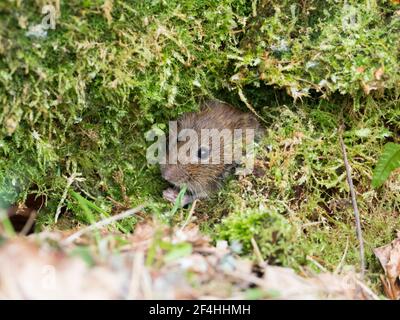 Campagnol roussâtre (Myodes glareolus) dans la forêt, les Highlands écossais, Royaume-Uni Banque D'Images