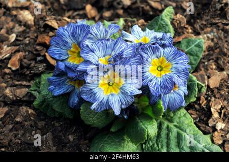 Gros plan de primula Moonstone une rosette bicolore F1 Polyanthus qui est bleu et blanc veiné avec un jaune centre une fleur de printemps vivace Banque D'Images