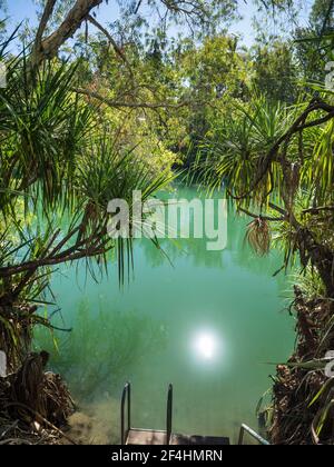 Trou de baignade sous les palmiers de Cabbage (Livistona rigida) et la rivière Pandanus (Pandanus aquaticus), la gorge de Lawn Hill, le parc national de Boodjamulla Banque D'Images