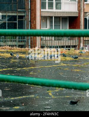 Pigeons mangeant de l'herbe qui pousse du béton avec du rouge bâtiment en briques derrière Banque D'Images