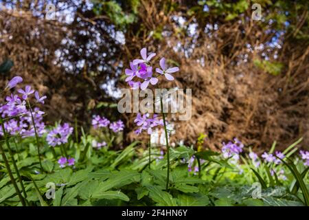 Fleurs printanières de Cardamine quinquefolia (ou Dentaria quinquefolia), la fleur de cuckoo à cinq feuilles, qui pousse dans un jardin à Surrey, dans le sud-est de l'Angleterre Banque D'Images