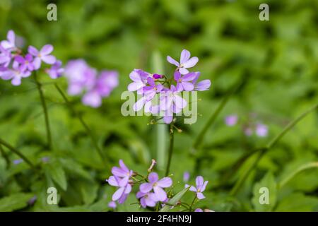 Fleurs printanières de Cardamine quinquefolia (ou Dentaria quinquefolia), la fleur de cuckoo à cinq feuilles, qui pousse dans un jardin à Surrey, dans le sud-est de l'Angleterre Banque D'Images