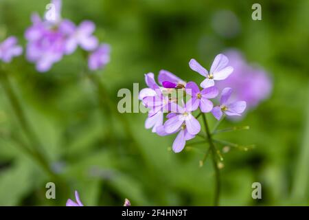 Fleurs printanières de Cardamine quinquefolia (ou Dentaria quinquefolia), la fleur de cuckoo à cinq feuilles, qui pousse dans un jardin à Surrey, dans le sud-est de l'Angleterre Banque D'Images