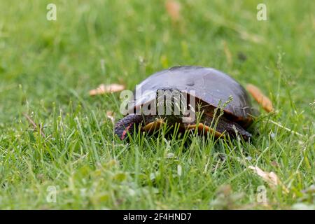 Tortue peinte faisant son chemin lentement à travers l'herbe verte rosée Banque D'Images