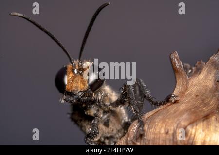 Gros plan d'une guêpe dorée/orange Sphex ichneumoneus avec antennes pointues Banque D'Images