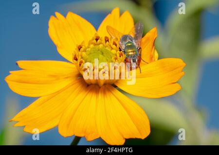 Mouche maison brillante avec de grands yeux reposant sur un gerbera jaune fleur de pâquerette Banque D'Images