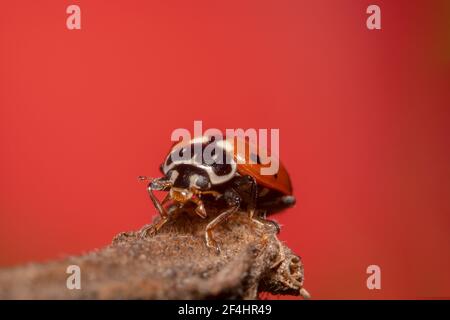 Coccinelle à pois orange et noir sur fond rouge Banque D'Images