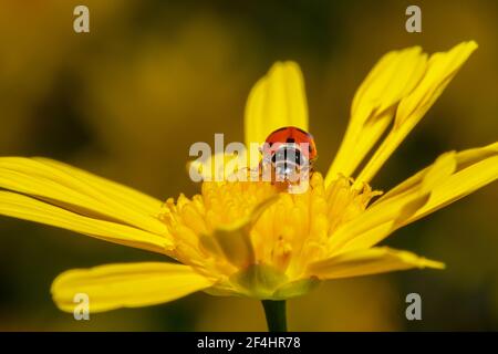 Coccinelle assise sur une fleur de gerbera jaune Banque D'Images