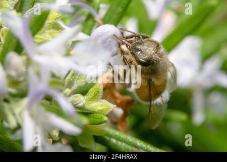 Abeille buvant le nectar d'une fleur blanche Banque D'Images