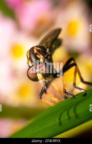 Prise de vue intégrale d'une mouche à vol qualifié avec dos humpé et fond de fleur Banque D'Images