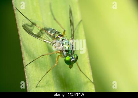 Moustique zébré vert avec de grands yeux verts Banque D'Images