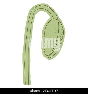 Fleur de pavot, bouton, croquis et imitation aquarelle. Illustration de Vecteur