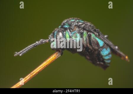 Thyreus nitidulus Neon Cuckoo Bee/rayé bleu et noir abeille assise sur un bâton avec des antennes pointues Banque D'Images