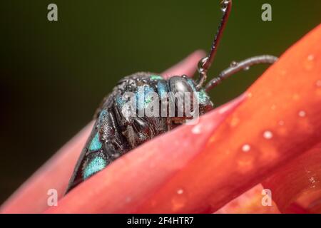 Thyreus nitidulus Neon Cuckoo Bee/rayé bleu et noir gros plan sur une fleur rose Banque D'Images
