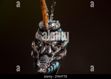 Thyreus nitidulus Neon Cuckoo Bee/rayé bleu et noir abeille piquant sur un bâton avec de l'eau de rosée Banque D'Images