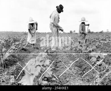 La culture Hoe dans le Sud. Près d'Eutaw, Alabama. Juillet 1936. Photo de Dorothea Lange. Banque D'Images